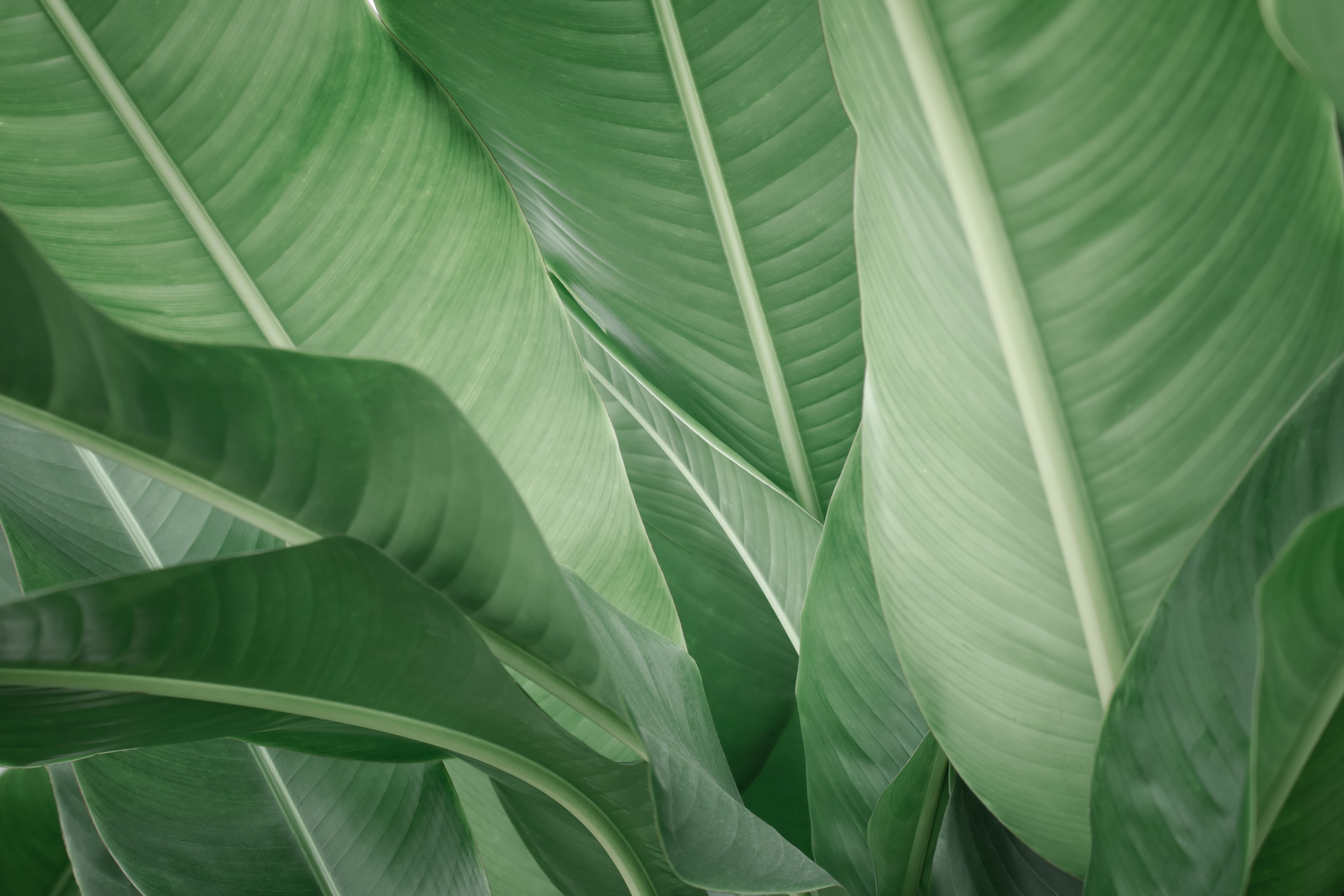 Tropical green leaves